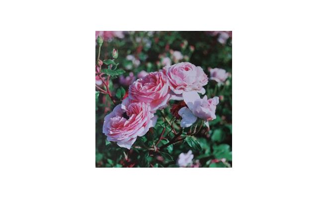 Tuinposter, roos, b 50 cm, h 50 cm, meerdere variaties - afbeelding 1