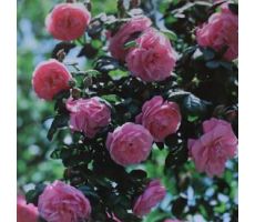 Tuinposter, roos, b 50 cm, h 50 cm, meerdere variaties - afbeelding 2