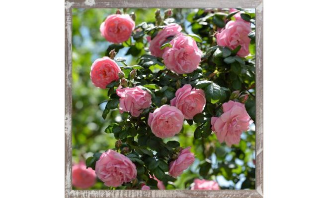 Tuinposter, roos, b 58 cm, h 58 cm