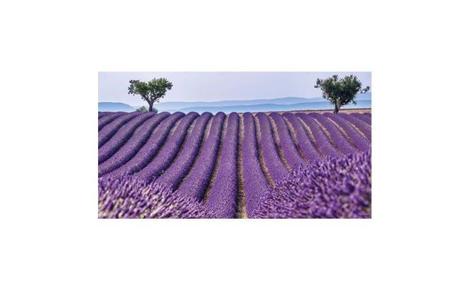 Tuinschilderij, lavendelveld, b 130 cm, h 70 cm