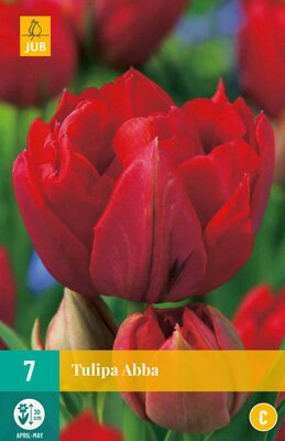 Tulipa abba 7 stuks