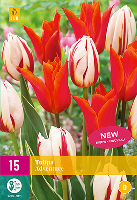 Tulipa adventure 15st