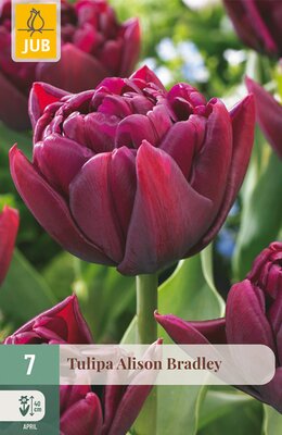 Tulipa Alison Bradley, 7 stuks