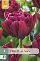 Tulipa Alison Bradley, 7 stuks