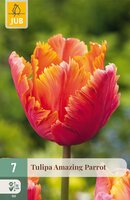 Tulipa Amazing Parrot, 7 stuks