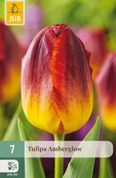 Tulipa Amberglow, 7 stuks