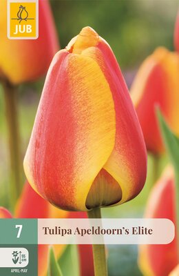 Tulipa Apeldoorn's Elite, 7 stuks