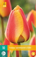 Tulipa apeldoorns elite 10st - afbeelding 4