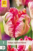 Tulipa Apricot Parrot, 7 stuks