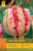 Tulipa apricot parrot 7st - afbeelding 4