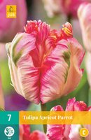 Tulipa apricot parrot 7 stuks