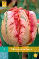 Tulipa apricot parrot 7st - afbeelding 2