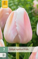 Tulipa Apricot Pride, 7 stuks