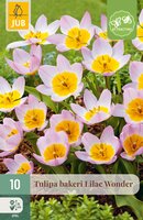 Tulipa bakeri Lilac Wonder, 10 stuks