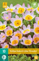 Tulipa bakeri lilac wonder 10st - afbeelding 2