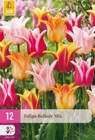 Tulipa Ballade Mi, 12 stuks