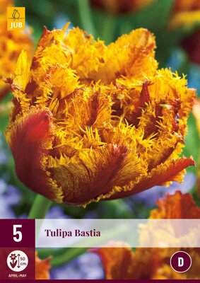 Tulipa bastia 5 stuks