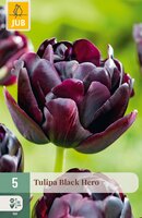 Tulipa Black Hero, 5 stuks