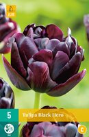 Tulipa black hero 5 stuks