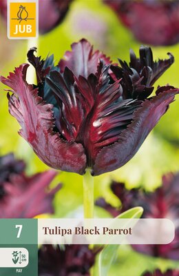 Tulipa Black Parrot, 7 stuks