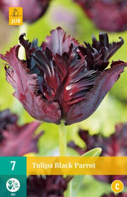 Tulipa black parrot 7 stuks