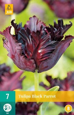 Tulipa black parrot 7st - afbeelding 1