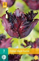 Tulipa black parrot 7st - afbeelding 4