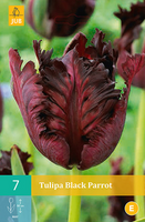 Tulipa black parrot 7st - afbeelding 2