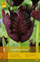 Tulipa black parrot 7st - afbeelding 4