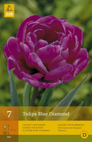 Tulipa blue diamond 7st - afbeelding 3