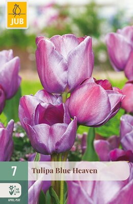 Tulipa Blue Heaven, 7 stuks