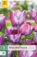 Tulipa Blue Heaven, 7 stuks