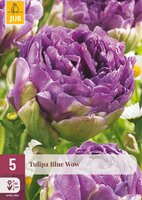 Tulipa Blue Wow, 5 stuks