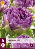 Tulipa blue wow 5 stuks
