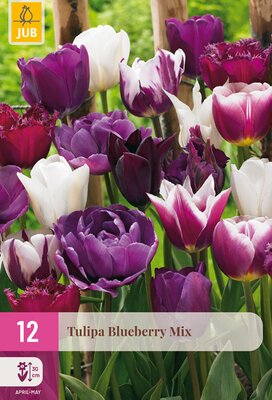 Tulipa Blueberry Mix, 12 stuks