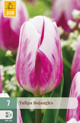 Tulipa Bojangles, 7 stuks