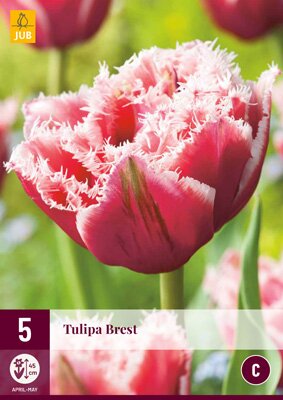 Tulipa brest 5 stuks