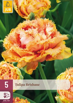 Tulipa Brisbane, 5 stuks