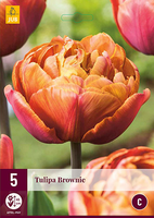Tulipa brownie 5st - afbeelding 2