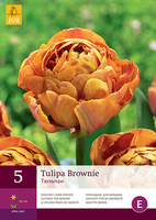 Tulipa brownie 5st - afbeelding 1