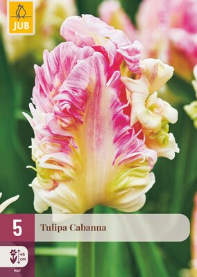 Tulipa Cabanna, 5 stuks