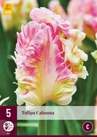 Tulipa cabanna 5 stuks