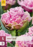 Tulipa Cairns, 5 stuks