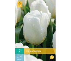 Tulipa calgary 7st - afbeelding 1