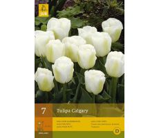 Tulipa calgary 7st - afbeelding 2