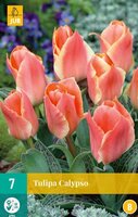 Tulipa calypso 7st