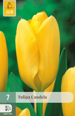 Tulipa Candela, 7 stuks
