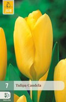 Tulipa Candela, 7 stuks
