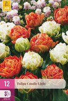 Tulipa Candle Light, 12 stuks