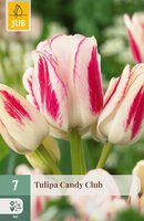 Tulipa Candy Club, 7 stuks